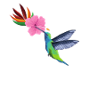 Hummingbird flower seed