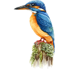 Eisvogel