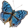 Blauwe vlinder