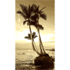 Palm tree