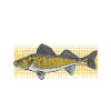 Walleye Fishing Angler