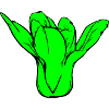 Pak Choi