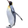 King penguin