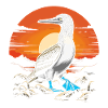Sunrise Blue-footed