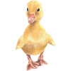 Chick