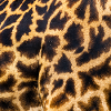 SAFARI