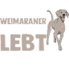 Hund Weimaraner