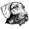 German Wirehaired Portrait