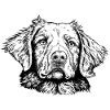 Retriever de la Nouvelle-Écosse