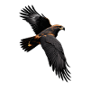 Hawk noir