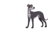 Hund Whippet