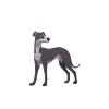 Hund Whippet
