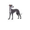 Hund Whippet