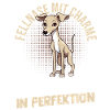 Hund Whippet