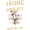 Hund Whippet