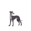 Hund Kaffee Whippet