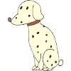 Dalmatian Dog