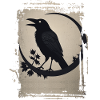Raven sitting on branch