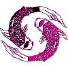 Ying Yang Kois
