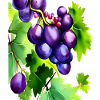 Grapes on a Vine