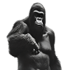 König des Dschungels - Gorilla
