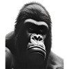 Silverback Gorilla