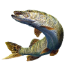 Pike