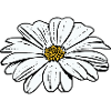 Blomst hvite hvite blomster blomster hvite hvite blomster