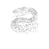 Snake, Snake, Animal