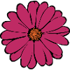 flower, blossom, red, violet