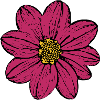 flower, blossom, red, pink, violet