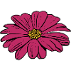 flower, blossom, red, violet