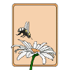 Daisies and bumblebees