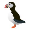 Puffin