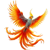 Calopsitte (15)