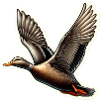 Ente im Flug – Detailzeichnung