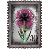 Stamp Light Carnation