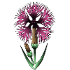 Carnation