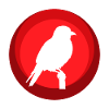 Parakeet Bird Illustration Animal