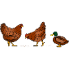 Hen X Duck