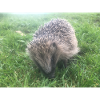 Hedgehog Cotswolds