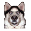 Funny Dog