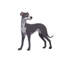 Hund Whippet