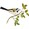 Bunter Vogel