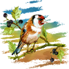 Bunter Vogel