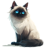 Chat birman