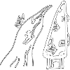 Ski