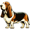 Basset Hound