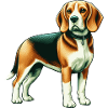 Beagle