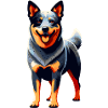 Australian Cattle dog